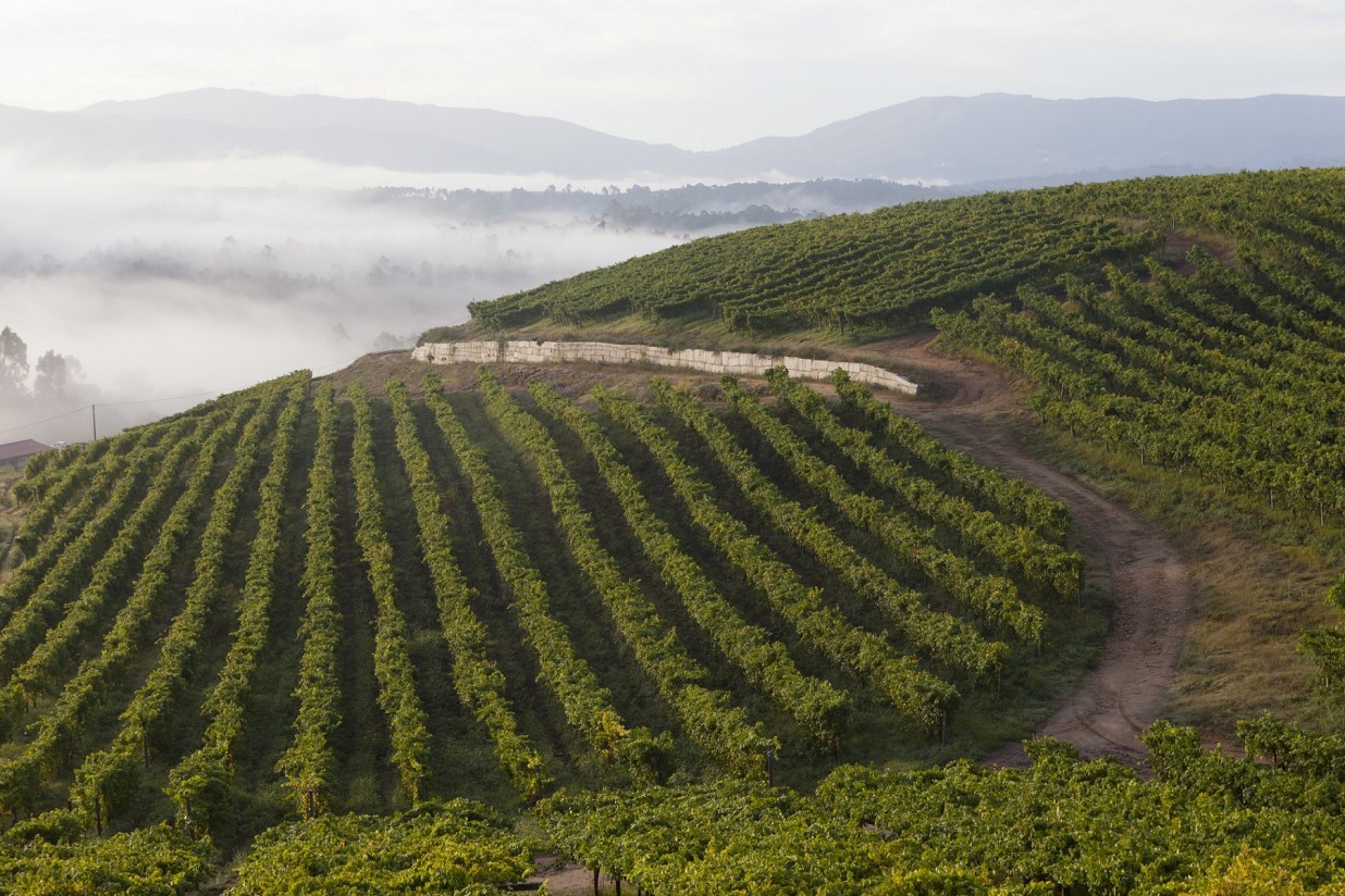 El MAPA limitará las autorizaciones de nueva plantación de viñedo a 928 ha en 2024