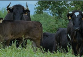Diseño de un protocolo práctico de valoración de bienestar animal en explotaciones de ganado extensivo de lidia