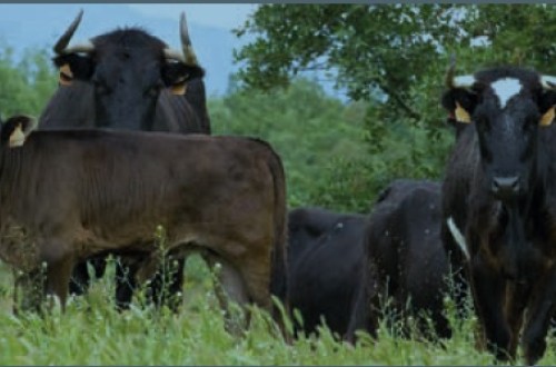 Diseño de un protocolo práctico de valoración de bienestar animal en explotaciones de ganado extensivo de lidia