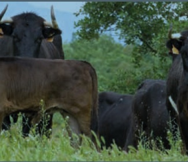 Diseño de un protocolo práctico de valoración de bienestar animal en explotaciones de ganado extensivo de lidia