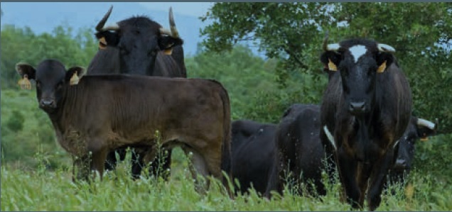 Diseño de un protocolo práctico de valoración de bienestar animal en explotaciones de ganado extensivo de lidia