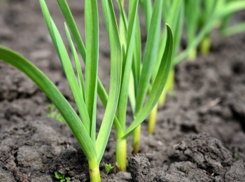 Cifras del mercado de fertilizantes y nuevas disposiciones legislativas para el sector