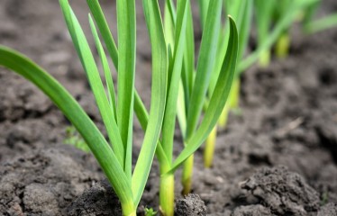 Cifras del mercado de fertilizantes y nuevas disposiciones legislativas para el sector