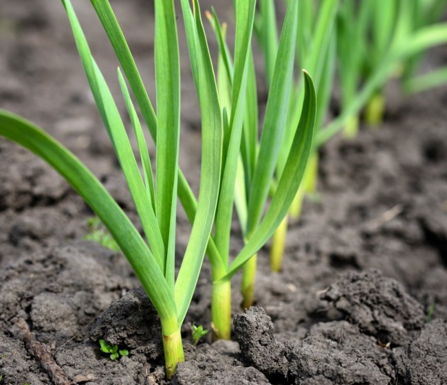 Cifras del mercado de fertilizantes y nuevas disposiciones legislativas para el sector