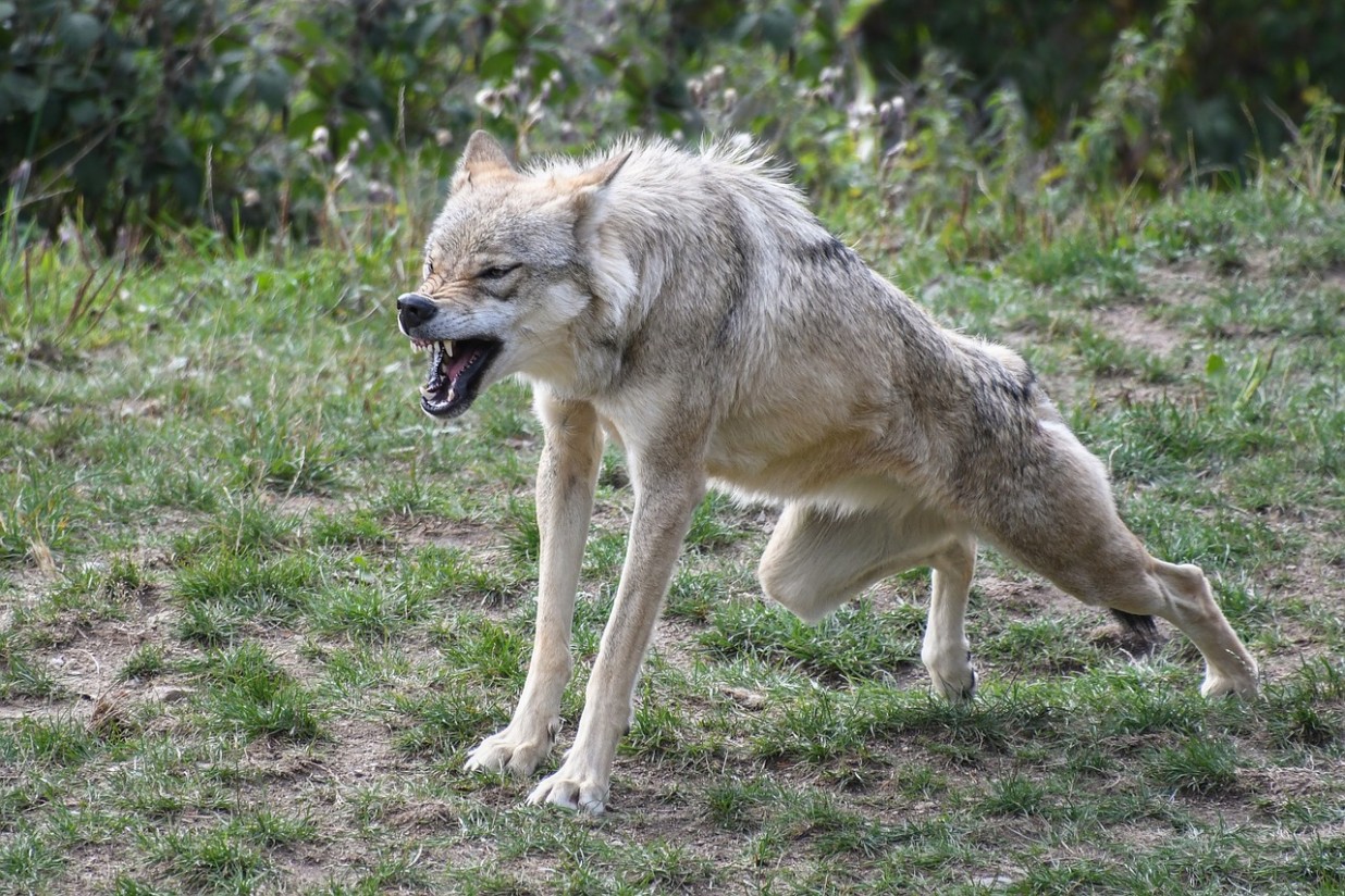 La CE propone rebajar el estatus internacional de los lobos de «estrictamente protegidos» a «protegidos»