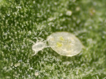 Estrategia de control biológico de la mosca blanca Bemisia tabaci en el cultivo de calabacín