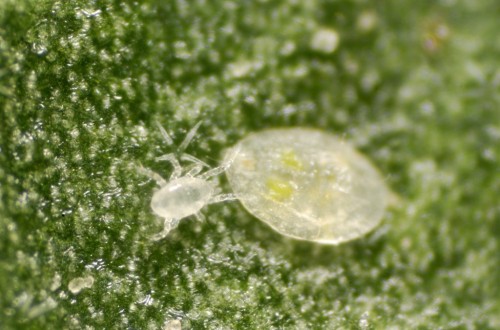 Estrategia de control biológico de la mosca blanca Bemisia tabaci en el cultivo de calabacín