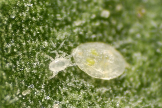 Estrategia de control biológico de la mosca blanca Bemisia tabaci en el cultivo de calabacín