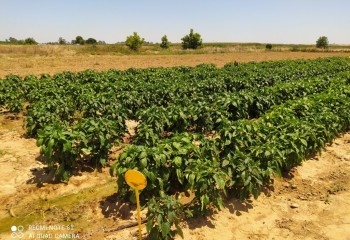 Racionalización de la fertilización nitrogenada del pimiento de industria