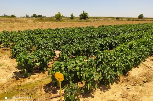 Racionalización de la fertilización nitrogenada del pimiento de industria