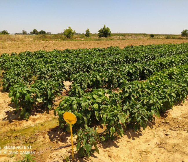 Racionalización de la fertilización nitrogenada del pimiento de industria