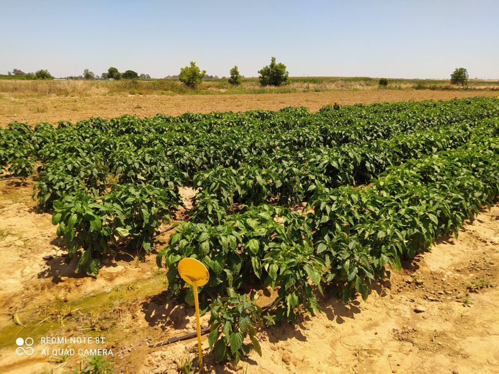 Racionalización de la fertilización nitrogenada del pimiento de industria