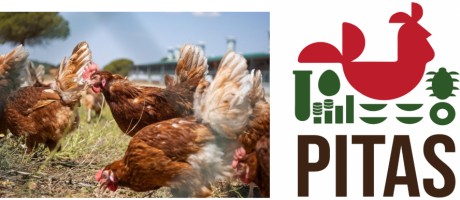 Jornada divulgativa sobre bioseguridad en avicultura