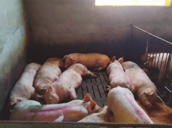 Efectos de la reducción proteica y suplementación aminoacídica de la dieta de finalización en cerdos