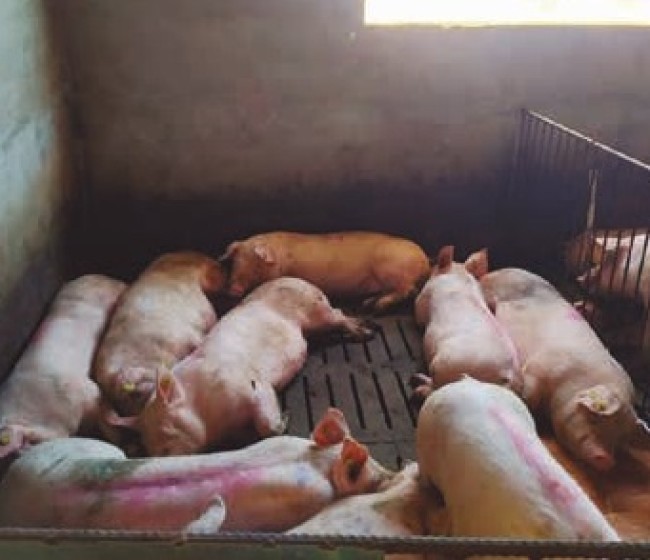 Efectos de la reducción proteica y suplementación aminoacídica de la dieta de finalización en cerdos
