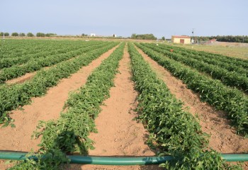 Riego automático en tomate de industria como apoyo a una producción más sostenible