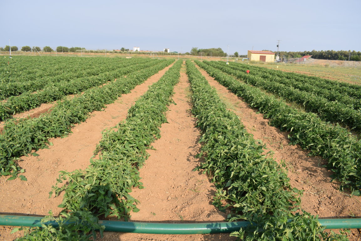 Riego automático en tomate de industria como apoyo a una producción más sostenible