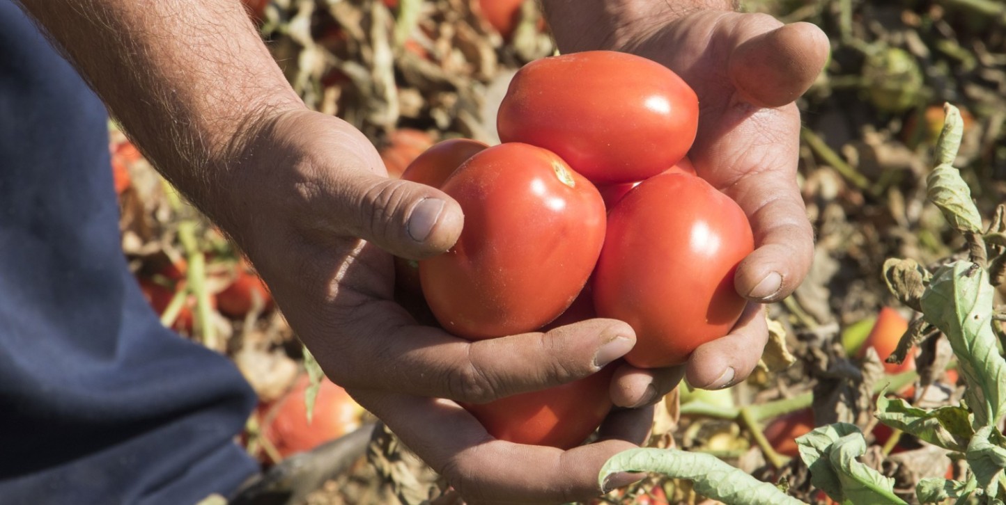 El agro extremeño actualiza hasta 145 €/t el coste de producción de tomate para industria