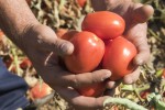 El agro extremeño actualiza hasta 145 €/t el coste de producción de tomate para industria