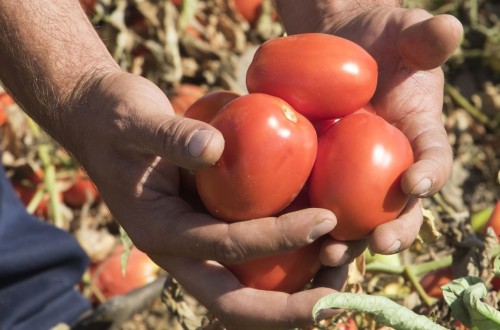 El agro extremeño actualiza hasta 145 €/t el coste de producción de tomate para industria