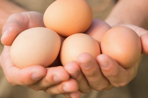 Huevos Guillén apuesta por el huevo para alimentación animal