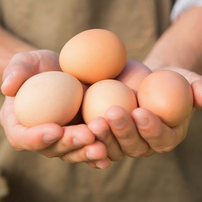 Huevos Guillén apuesta por el huevo para alimentación animal