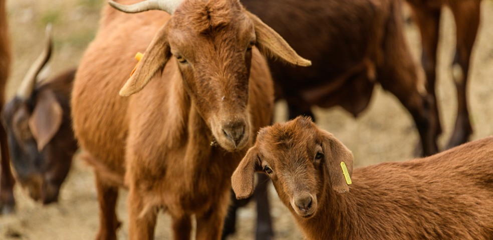 cabrito de extremadura