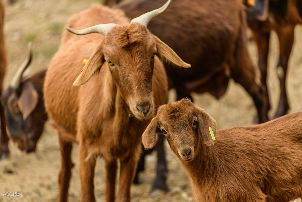 La UE reconoce al Cabrito de Extremadura como Indicación Geográfica Protegida