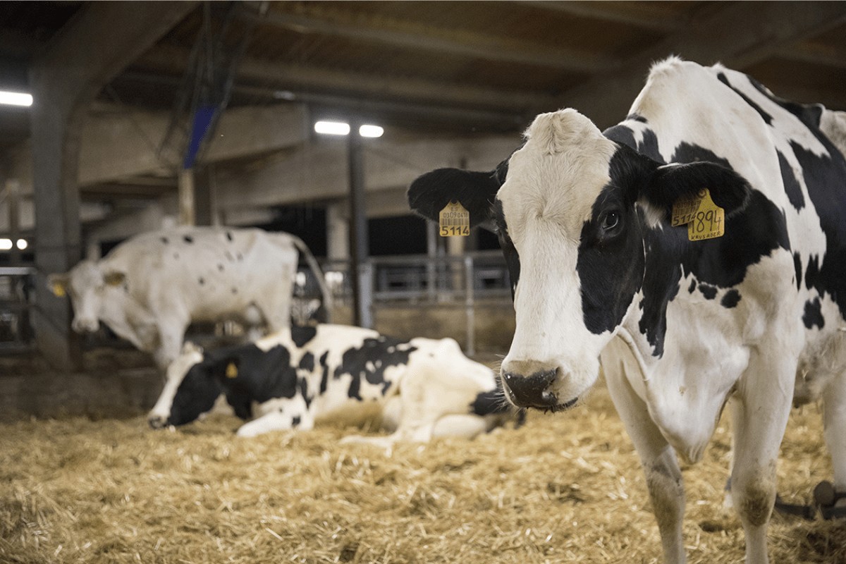 El precio de la leche cruda de vaca en origen repuntó en noviembre hasta 0,522 €/l de media