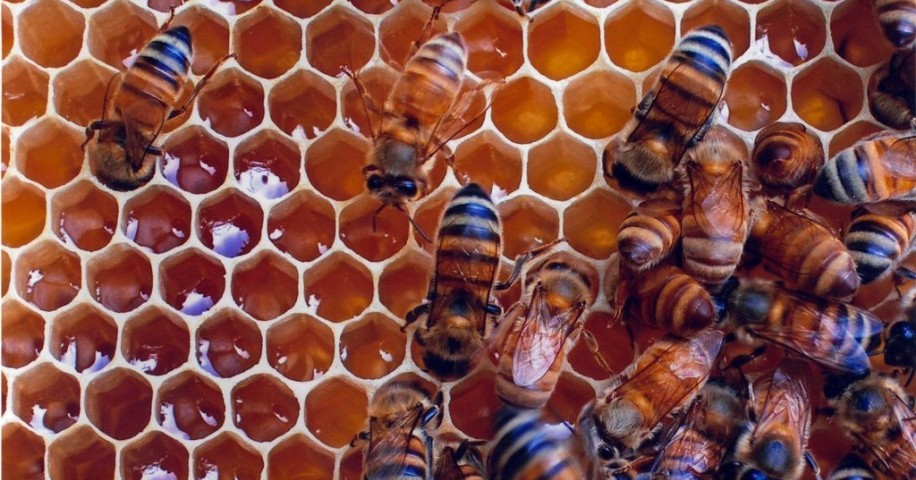 ayudas galicia apicultura