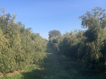 Aplicación de silicio en el cultivo del olivar