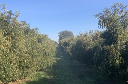 Aplicación de silicio en el cultivo del olivar