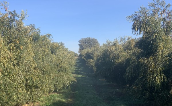 Aplicación de silicio en el cultivo del olivar
