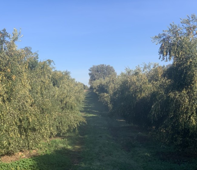 Aplicación de silicio en el cultivo del olivar