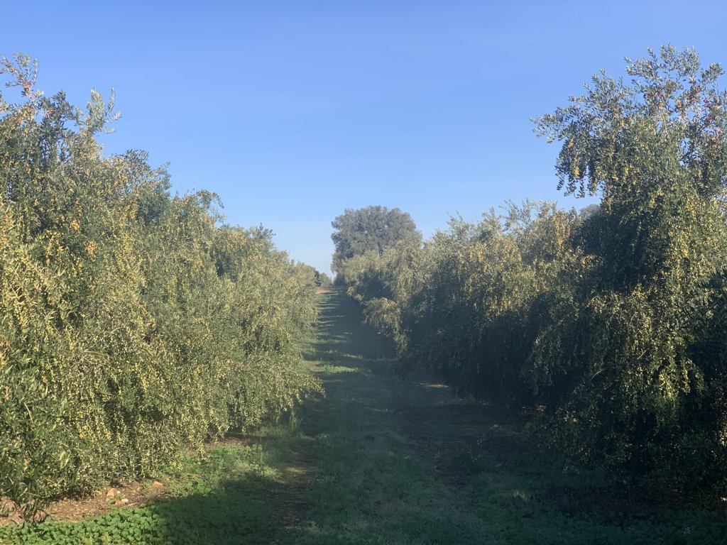 Aplicación de silicio en el cultivo del olivar