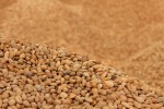La Rasff notifica almendras de EEUU con el triple de aflatoxinas del nivel máximo permitido
