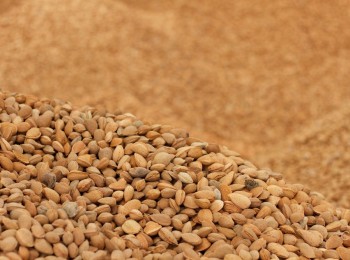 COAG denuncia que la almendra española es la víctima en la guerra comercial entre EEUU y la UE