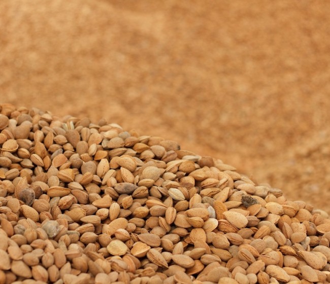 COAG denuncia que la almendra española es la víctima en la guerra comercial entre EEUU y la UE