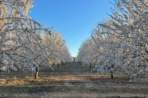 Enfermedades emergentes del almendro en Andalucía