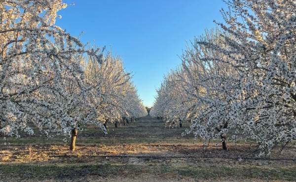 Enfermedades emergentes del almendro en Andalucía