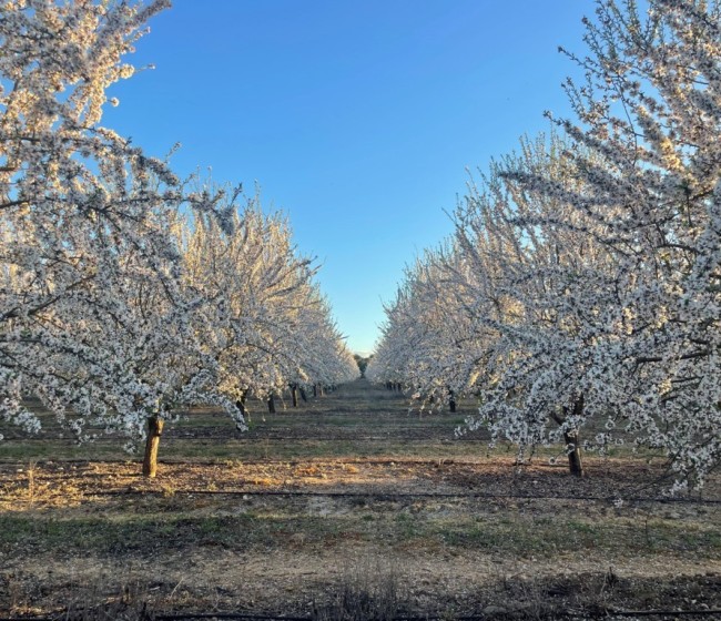 Enfermedades emergentes del almendro en Andalucía