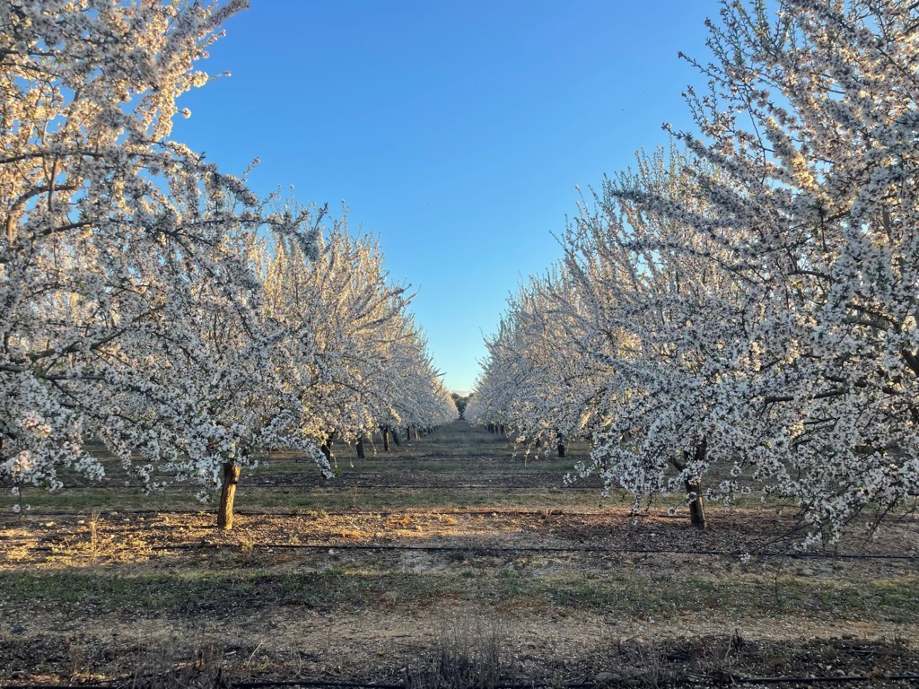 Enfermedades emergentes del almendro en Andalucía