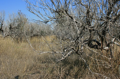 La Comunidad Valenciana bate su récord histórico de tierras abandonadas