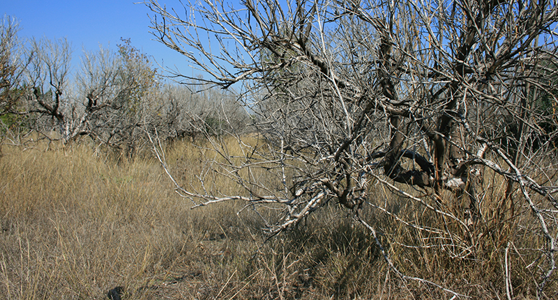 campo abandonado