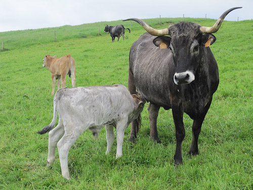 Cantabria podrá habilitar a veterinarios en la prevención, lucha y control de enfermedades animales emergentes