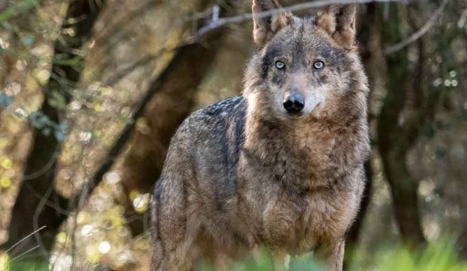 lobo