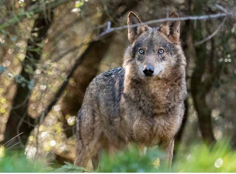 El Congreso vota este jueves la exclusión del lobo del Lespre tras la presión del sector ganadero
