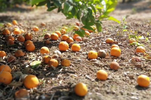 El Gobierno aprueba el convenio entre Enesa y Agroseguro para los planes de seguros agrarios por 284,5 millones