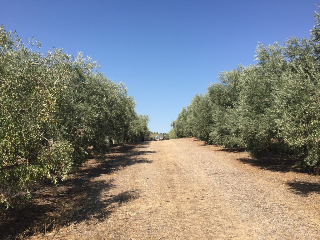 Los productores asegurados de olivar reciben 32,5 millones de euros de Agroseguro en su mayoría por la sequía