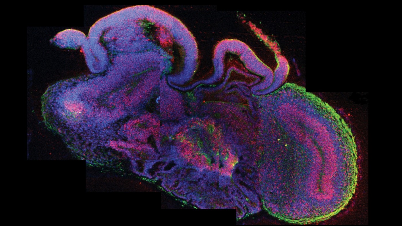 Organoides para minimizar el uso de animales en experimentación